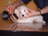 BICHON - BROSSAGE 010